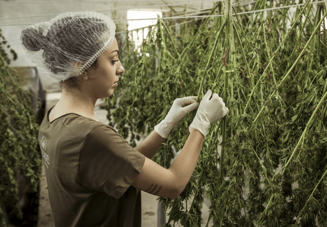 Why GMPs are Crucial for Cannabis Businesses